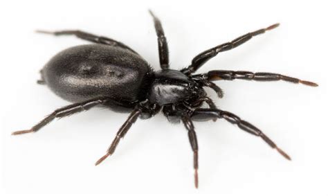 schwarze dicke spinne|spinnenarten deutschland.